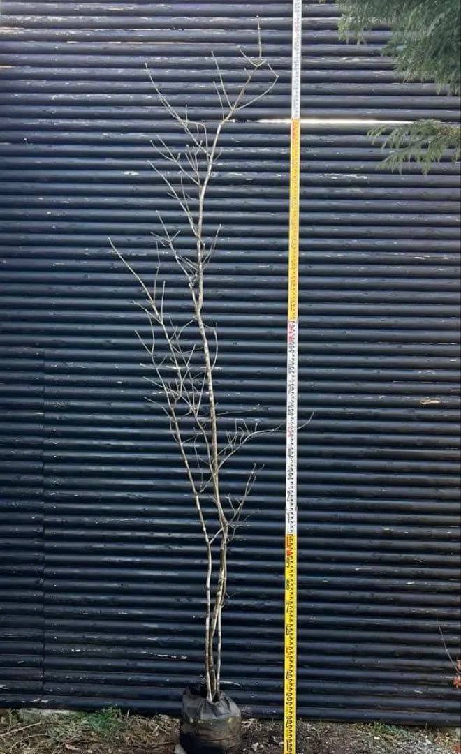 山採り天然　アオダモ　３本株立ち　2