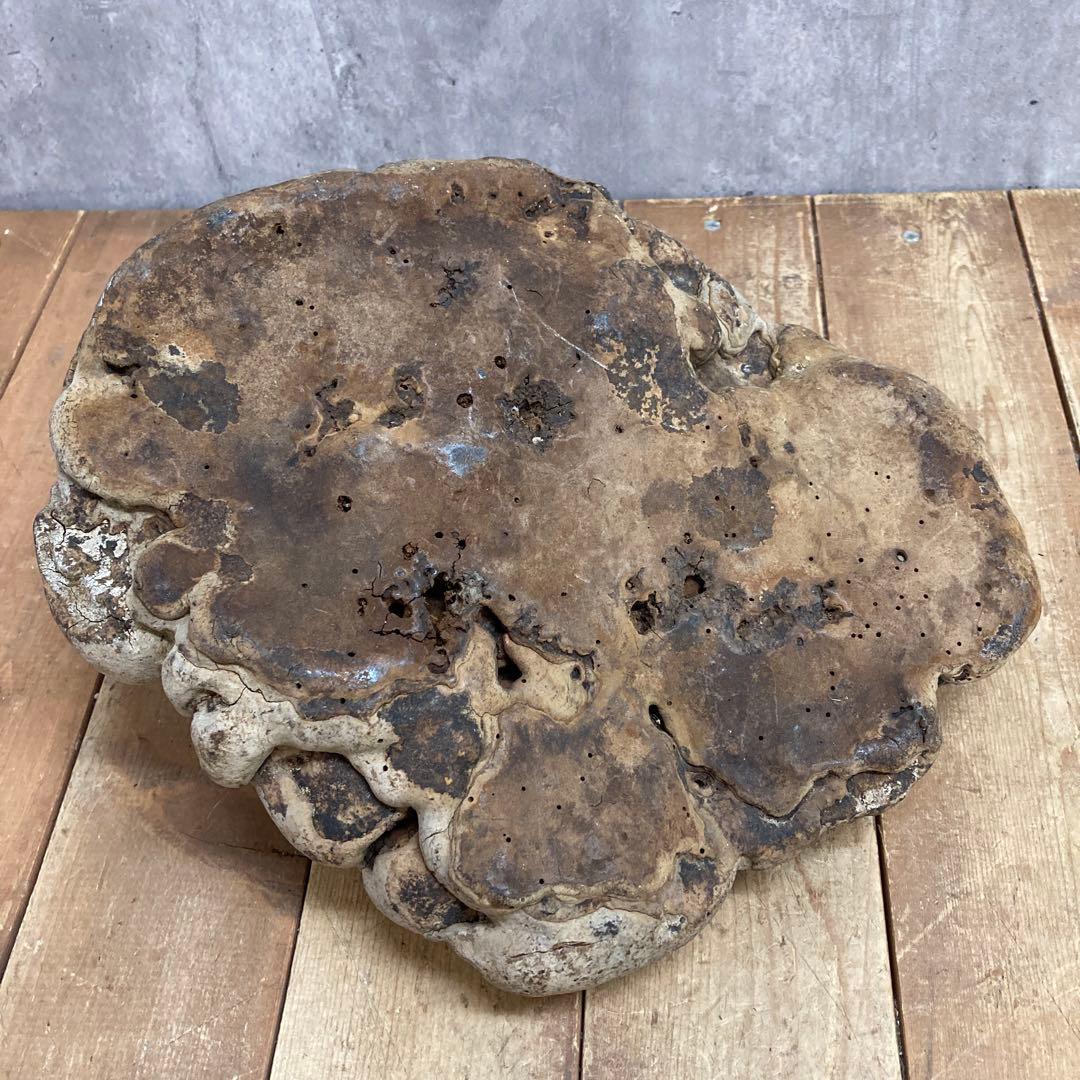 4階 【超特大・希少】天然 サルノコシカケ 霊芝 万年茸 置物 インテリア 骨董