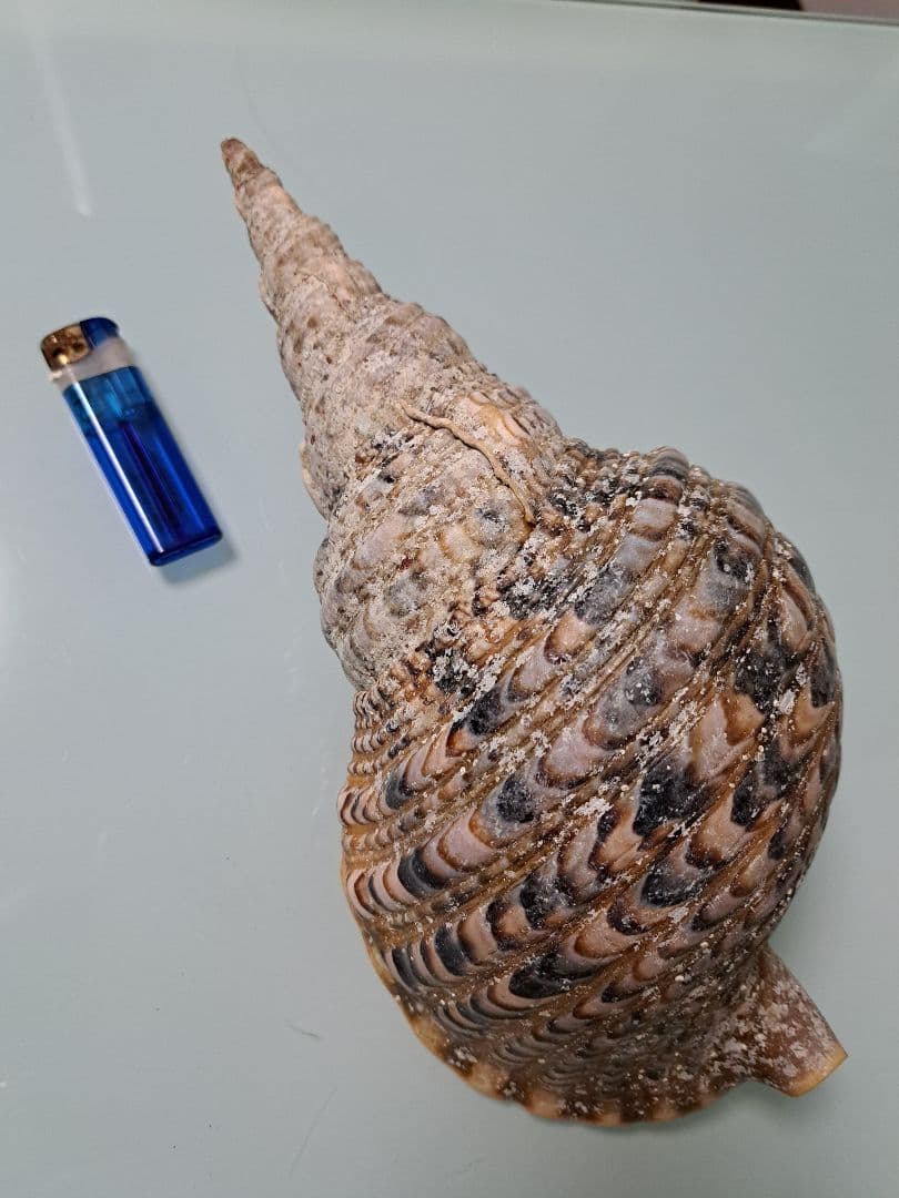 沖縄県産☆天然法螺貝