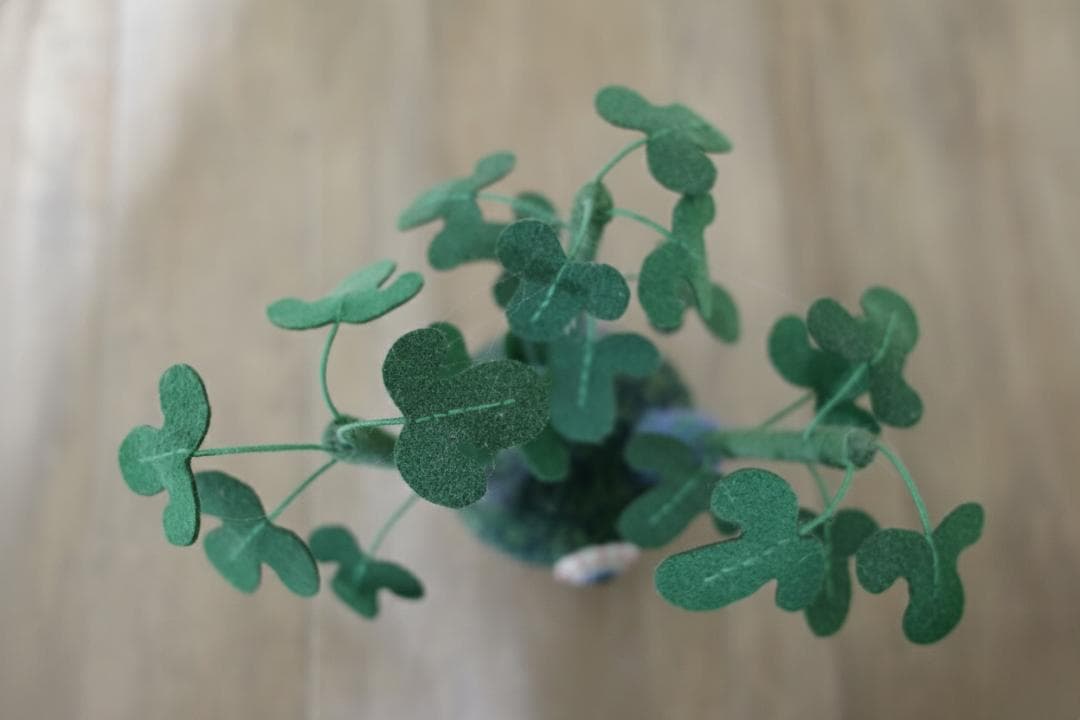 miamaua アデニアグラウカ