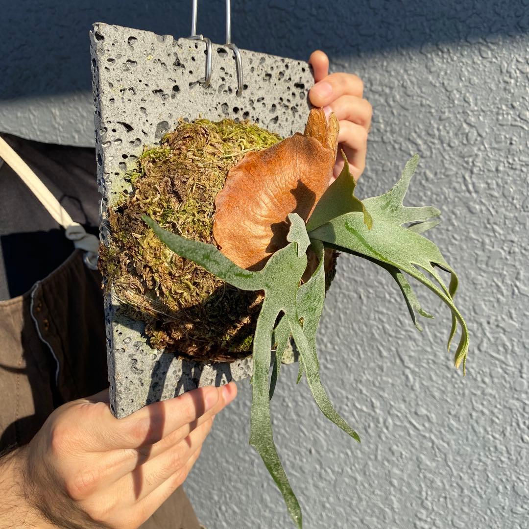 ビカクシダ・バクテリア　胞子培養株　【ペトペンチア】