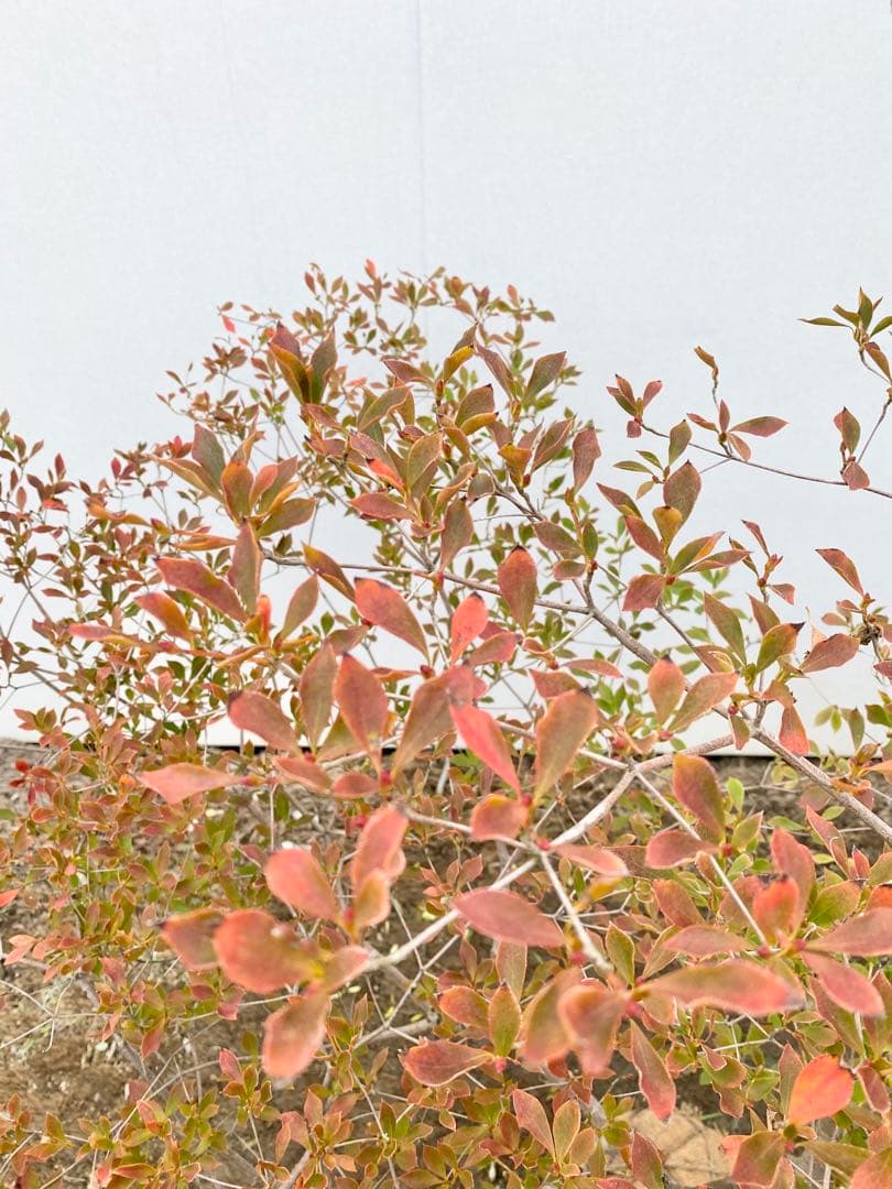 山採りドウダンツツジ　白花/817