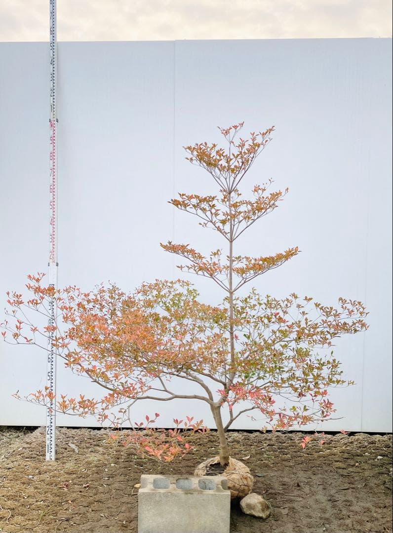 山採りドウダンツツジ　白花/817