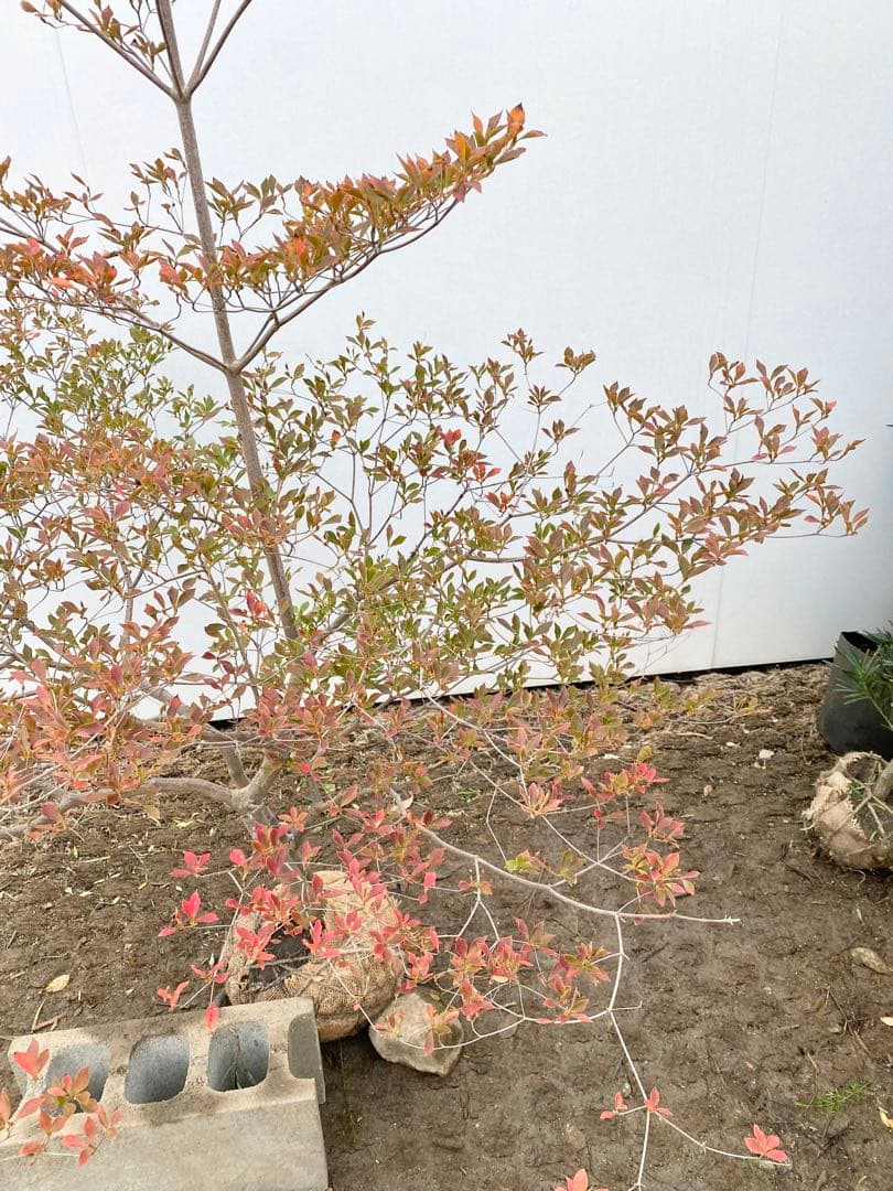 山採りドウダンツツジ　白花/817