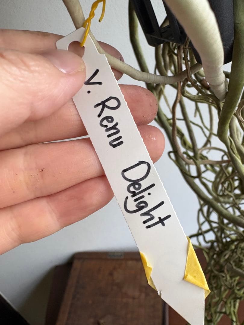 洋ラン バンダ 蘭 Renu Delight ツートン ①