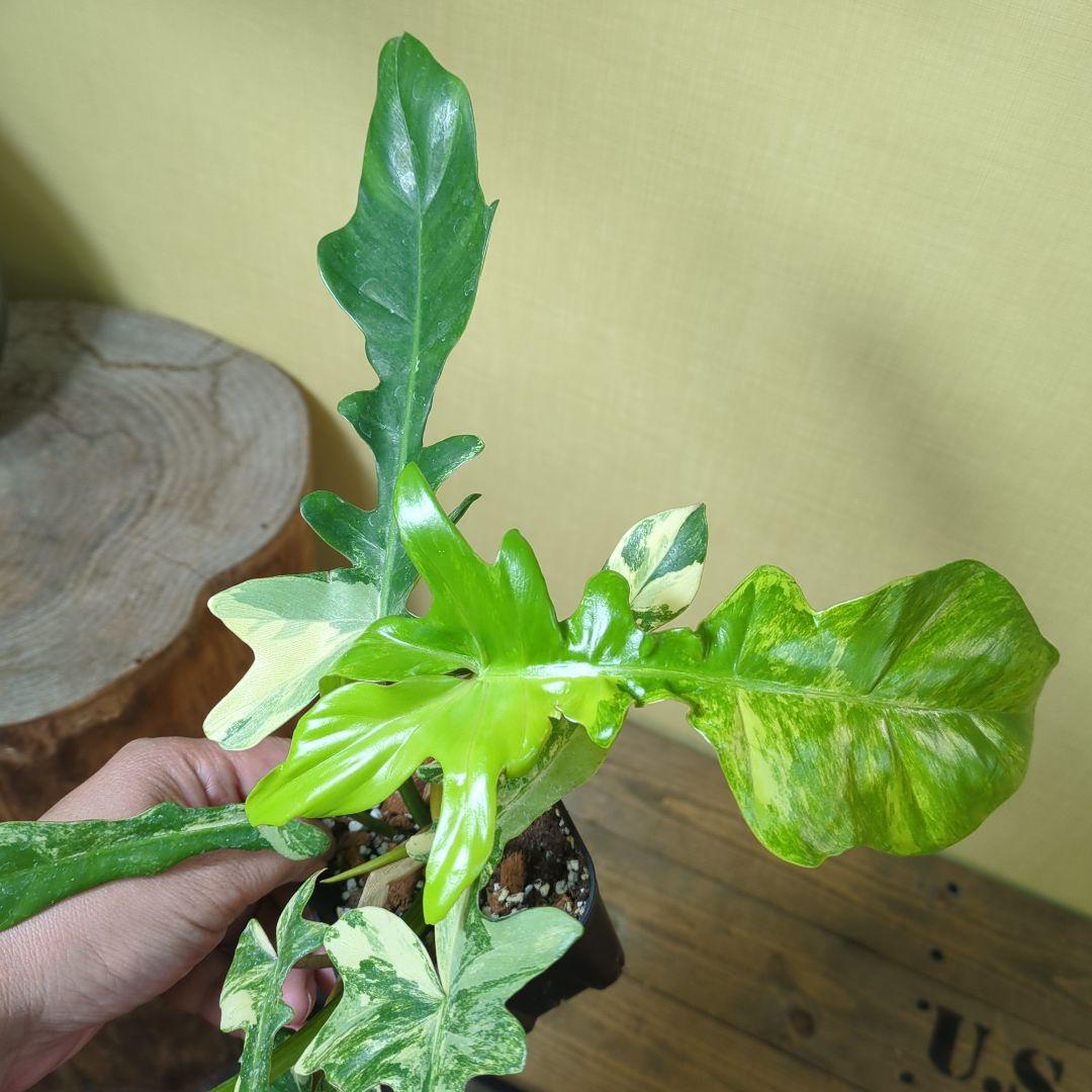 Philodendron Florida Beauty x mayoi ナロー