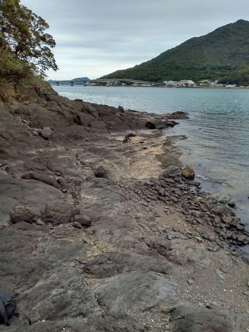 九州産　アンモナイト　プロテキサナイテス　超特大　希少　博物館展示級