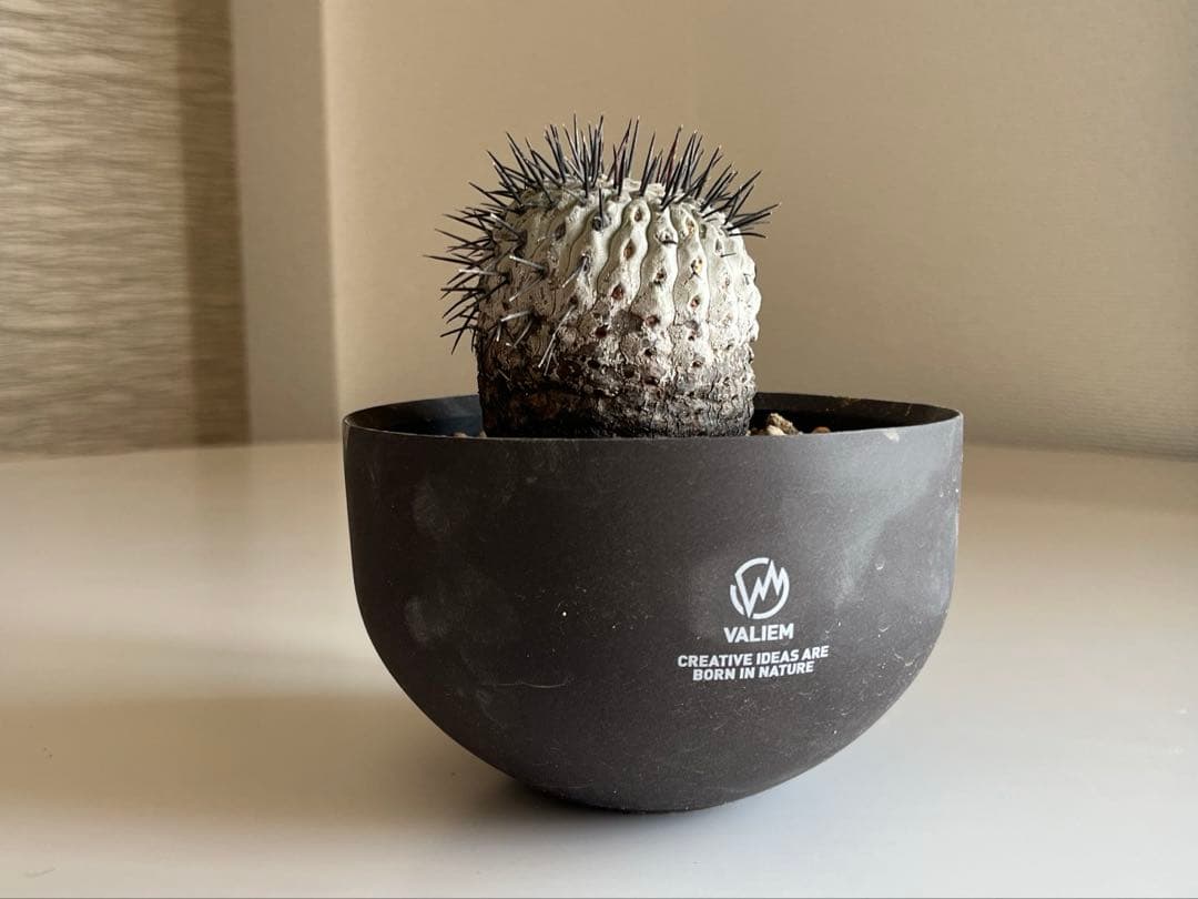 黒王丸　現地球　コピアポア　発根済 Copiapoa