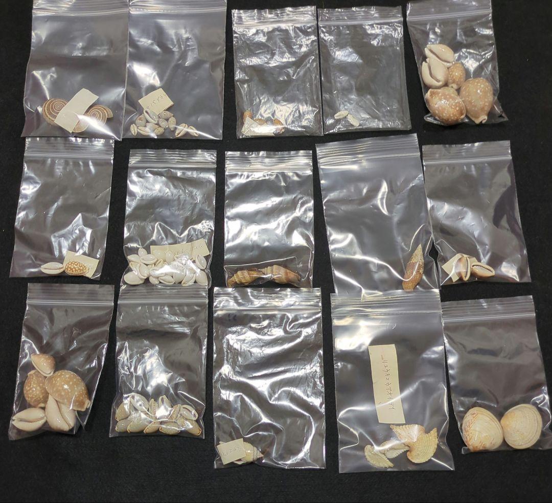 下*田様 貝殻　まとめ売り　（タカラ貝等々…）　標本