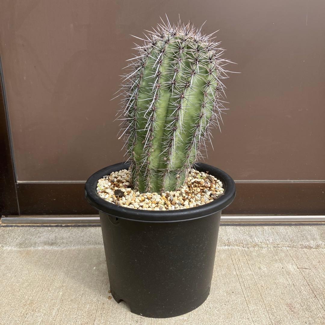 【#25105】弁慶柱　カルネギアギガンティア