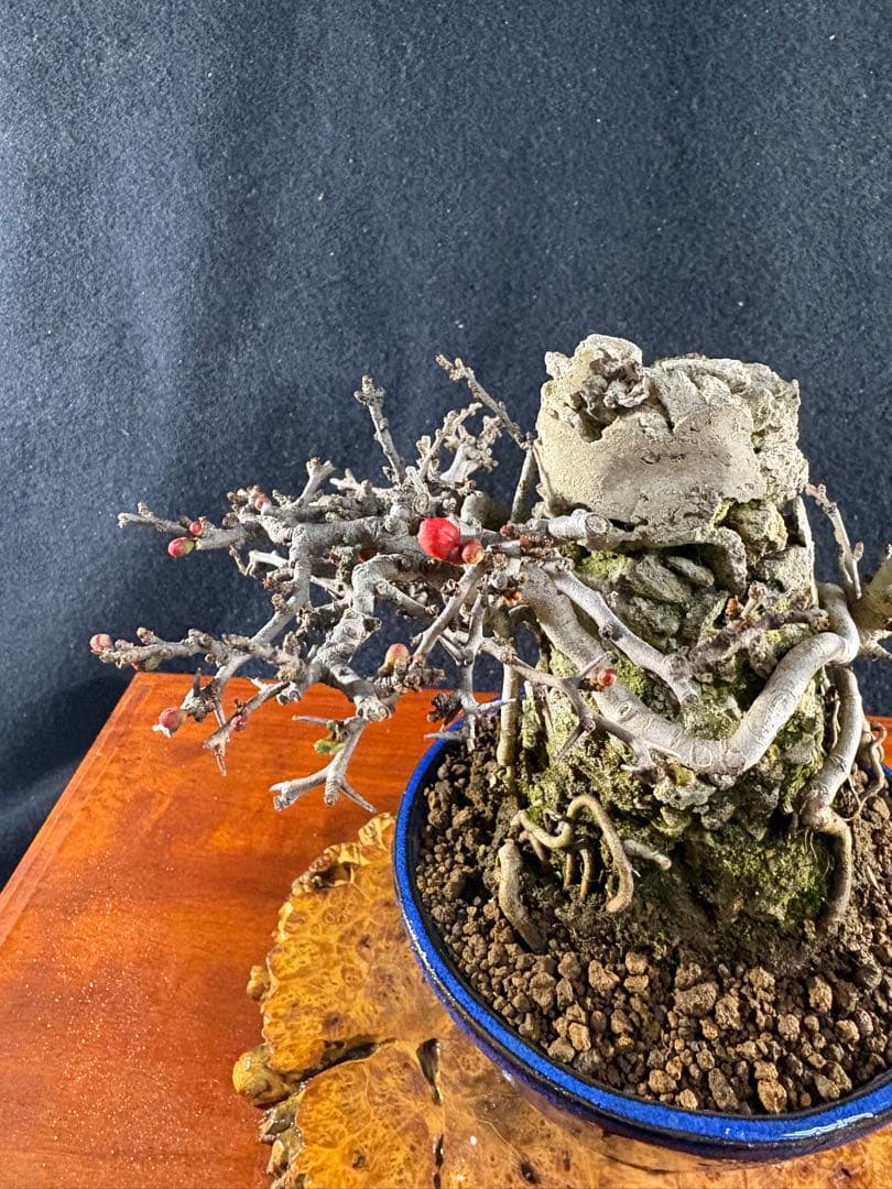 小品盆栽、長寿梅、石付け 目立った傷や汚れなし