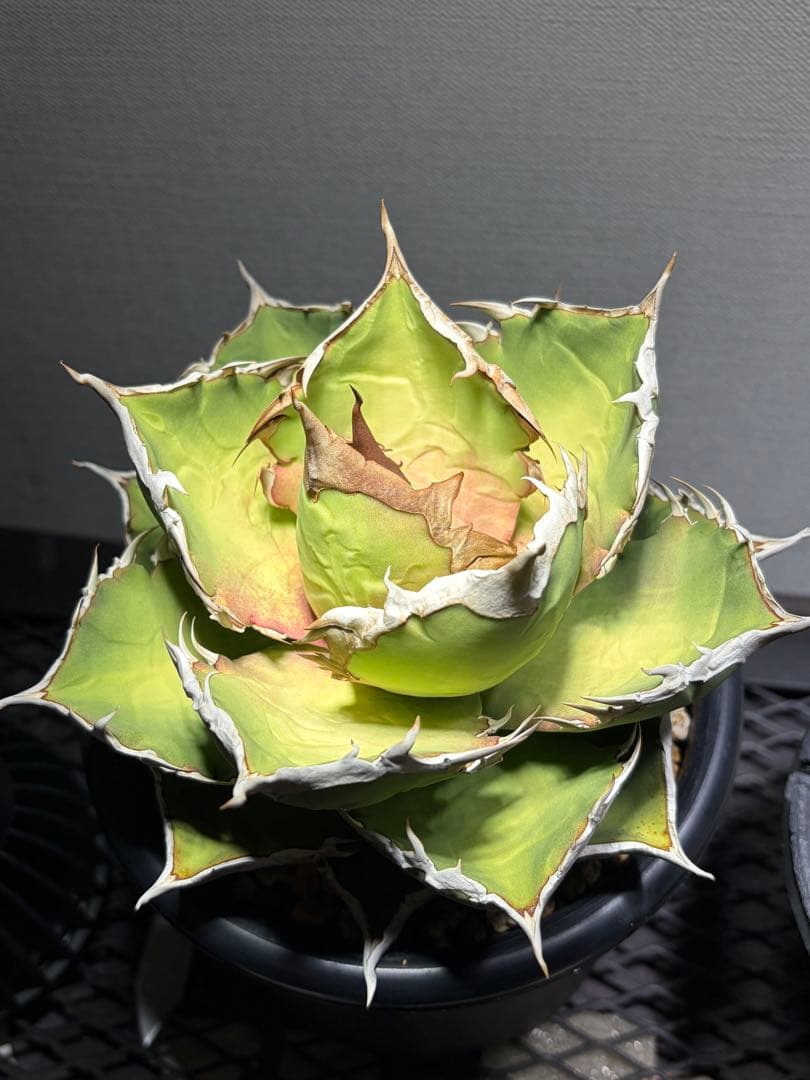 アガベチタノタ　シャークソード　lize産