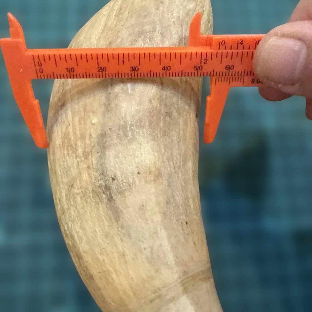 クジラの歯