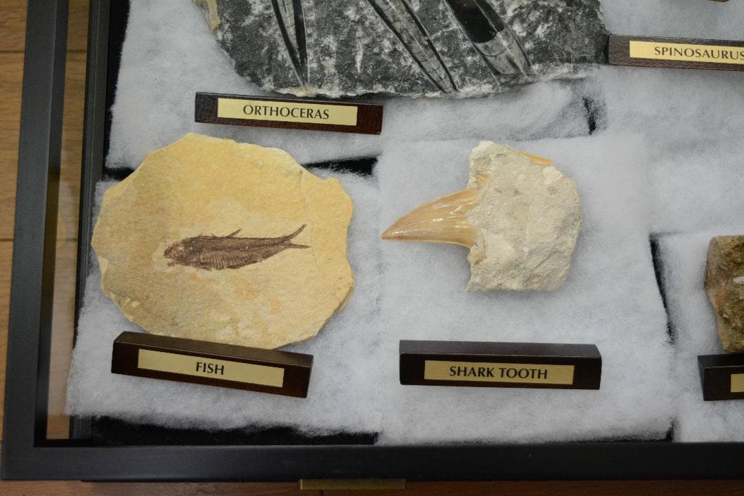 大型化石 10点 (大型ガラスケース・認定証付き)