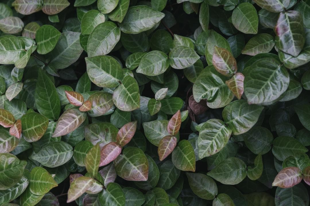 良品！中望遠の決定版！Leica Tele-Elmar 135mm F4