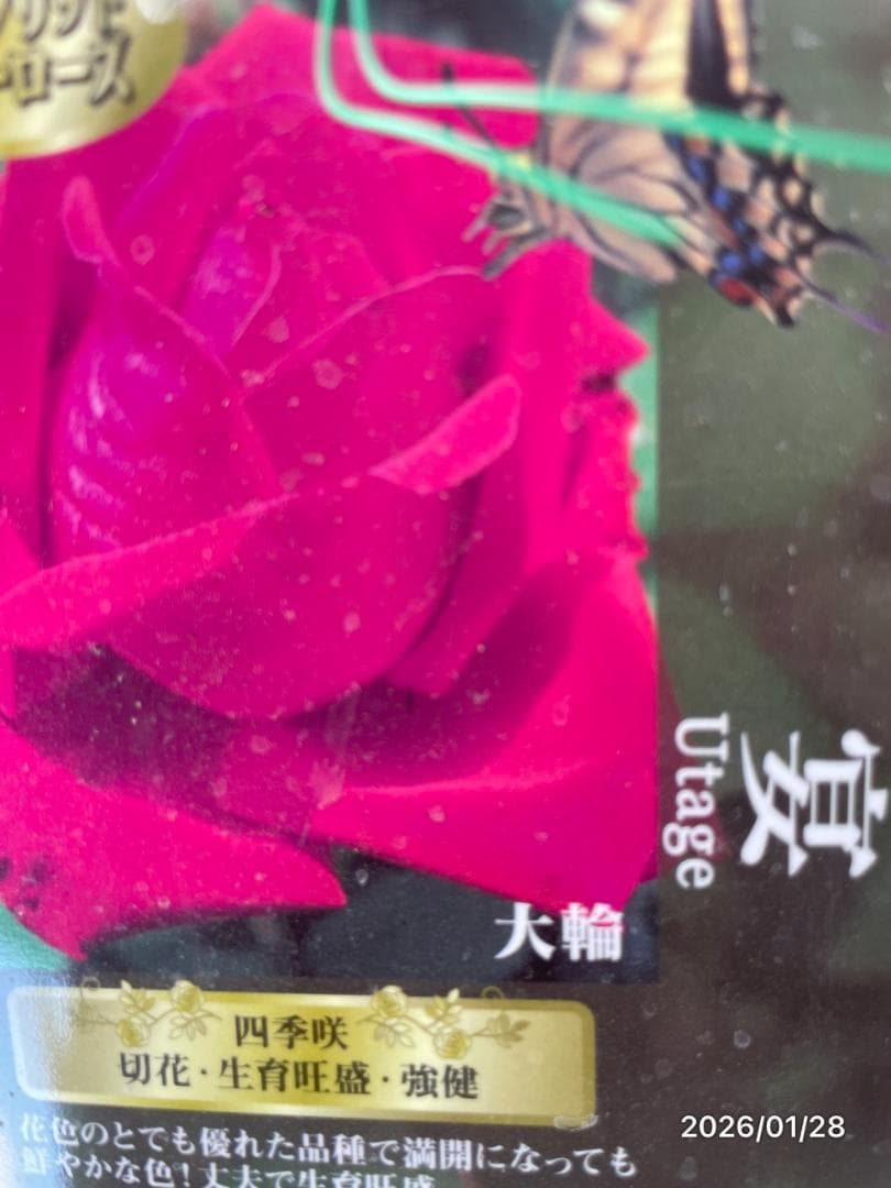 四季咲き　バラ　15株