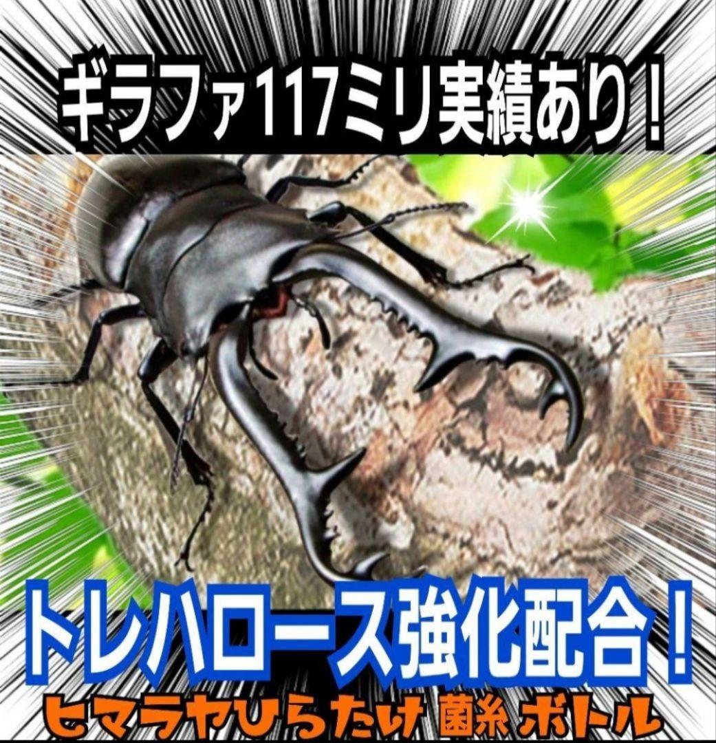 ヒマラヤひらたけ菌糸瓶1500ml 【５本】トレハロース、キトサン強化配合！