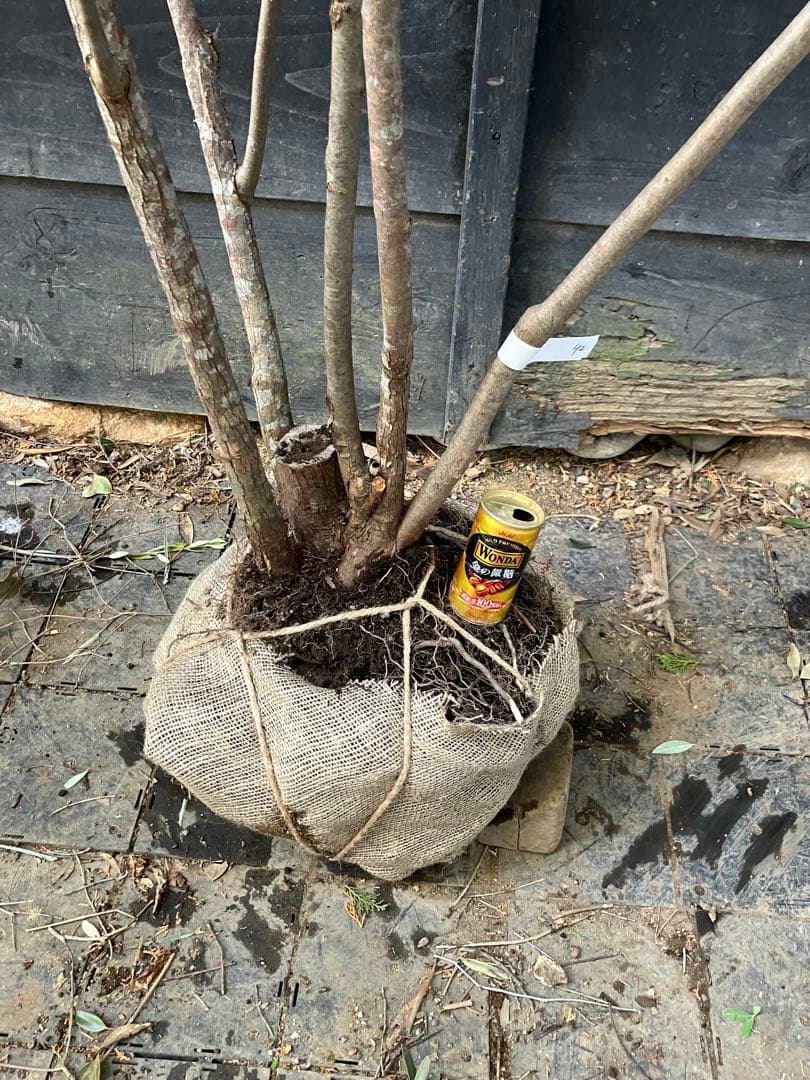 42 山採り　ナツハゼ