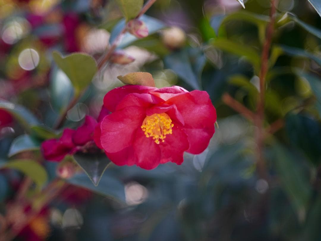 Carl Zeiss Jena DDR Tessar 50mm F2.8作例あり