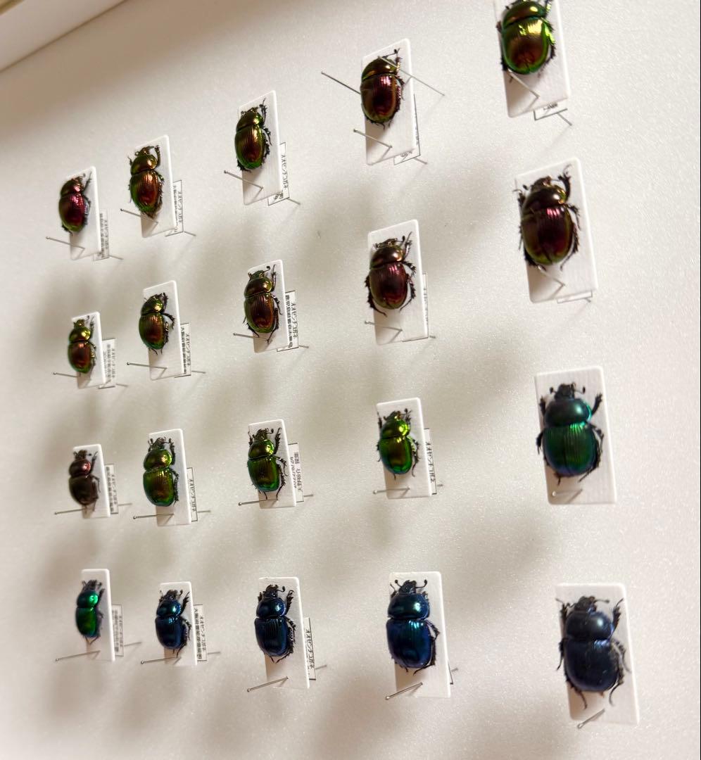 バードウィング 中型ドイツ箱（黒） オオセンチコガネ色彩変異 赤ー緑ー青