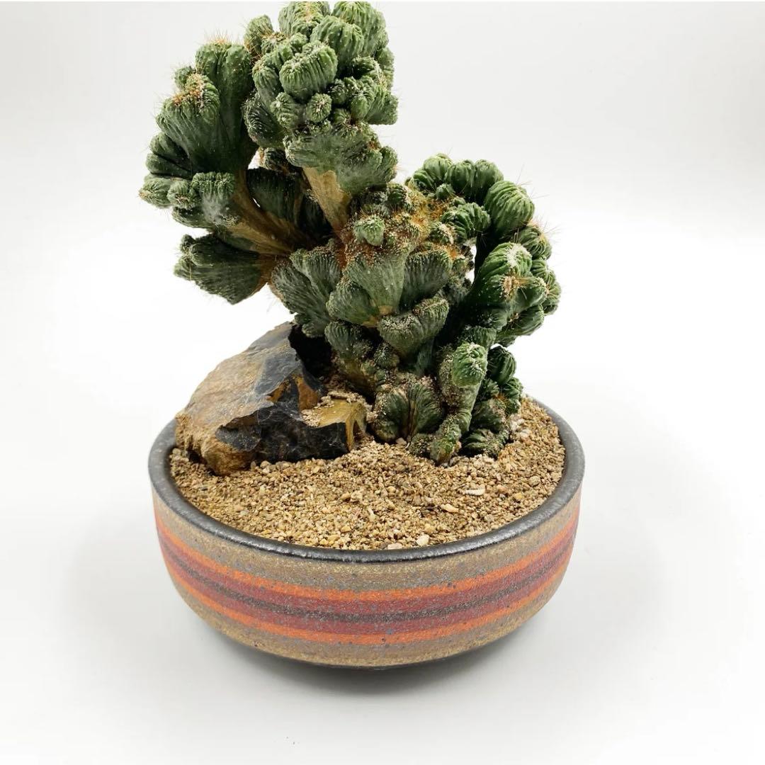 鉢・プランター kat&roger