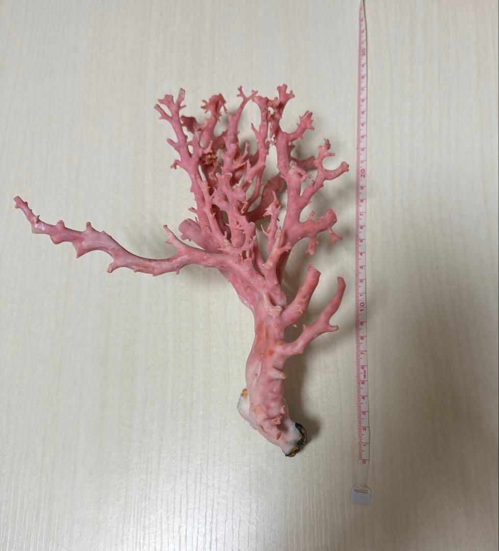 桃色珊瑚原木