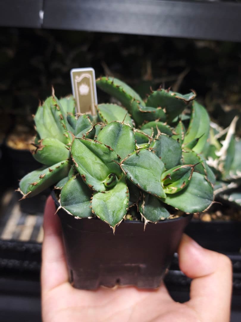 アガベ チタノタ 翼竜 綴化 デビル モンスト化