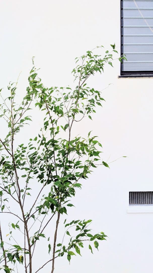 優秀。山採りハイノキ。