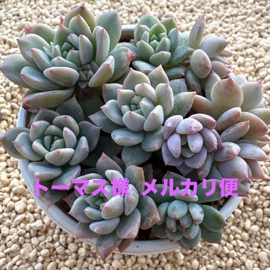 トーマス様 リクエスト 2点 まとめ商品