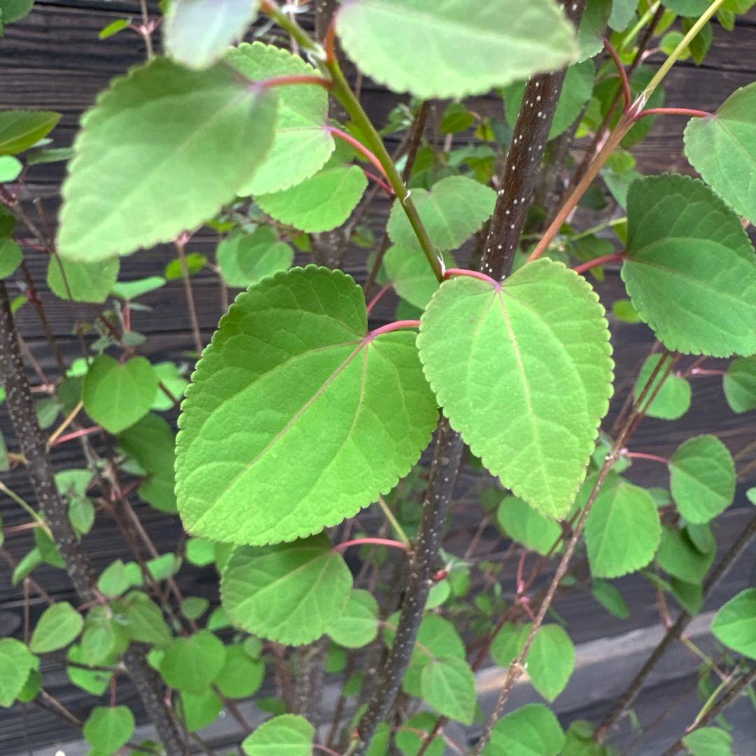 カツラ（桂）本株立ち【現品発送】管理 80049