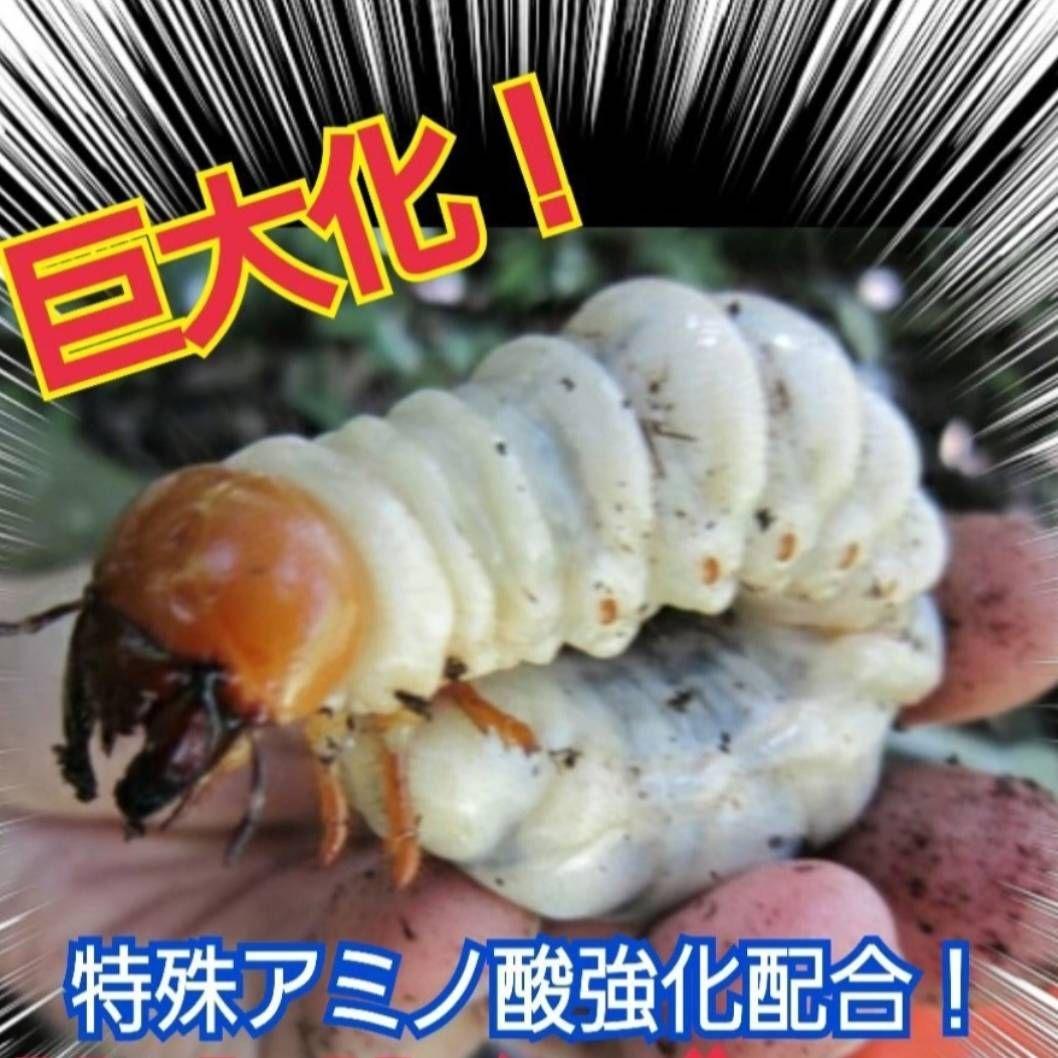 極上！ヒマラヤひらたけ菌糸瓶　800ml【10本】ニジイロクワガタにお薦め！