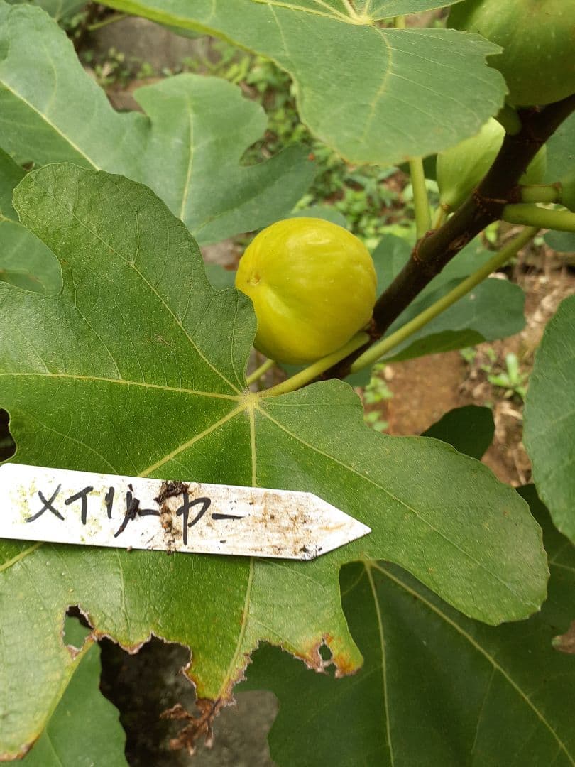 Mei Li Ya イチジク苗木 4年生