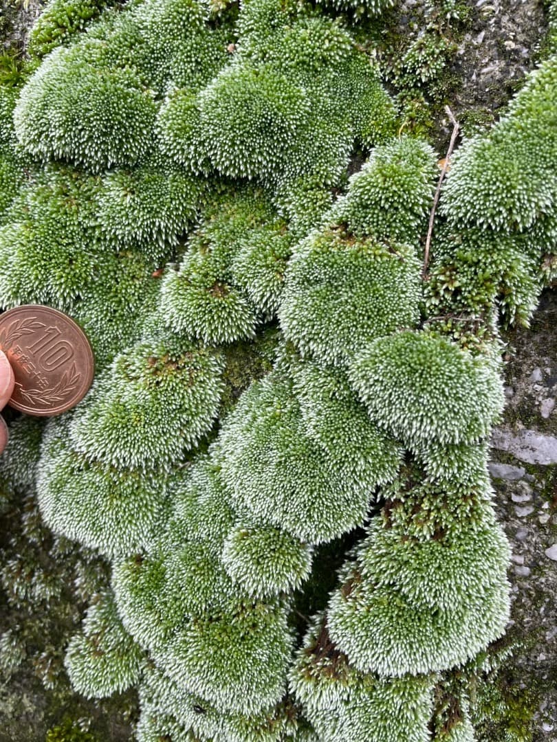 ギンゴケ　銀苔　生育状況確認用ページ