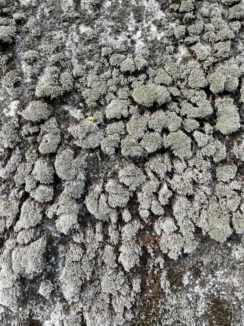 ギンゴケ　銀苔　生育状況確認用ページ