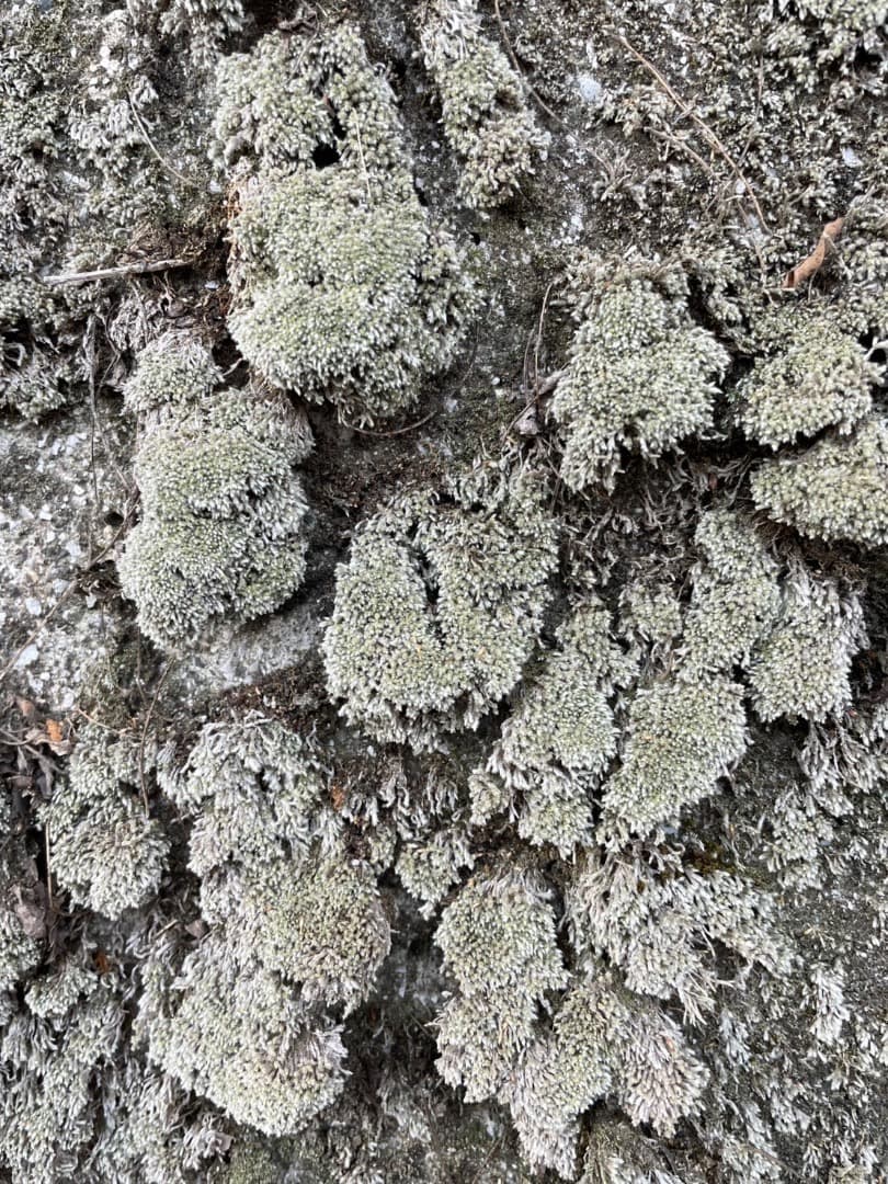 ギンゴケ　銀苔　生育状況確認用ページ