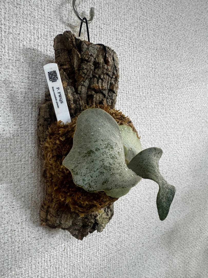 P. FWSQ FW ビカクシダ　OC株　株分　コルク 長期養生株