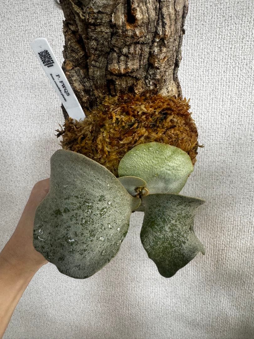 P. FWSQ FW ビカクシダ　OC株　株分　コルク 長期養生株