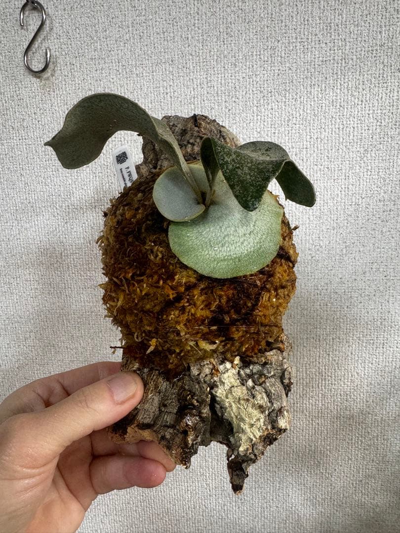 P. FWSQ FW ビカクシダ　OC株　株分　コルク 長期養生株