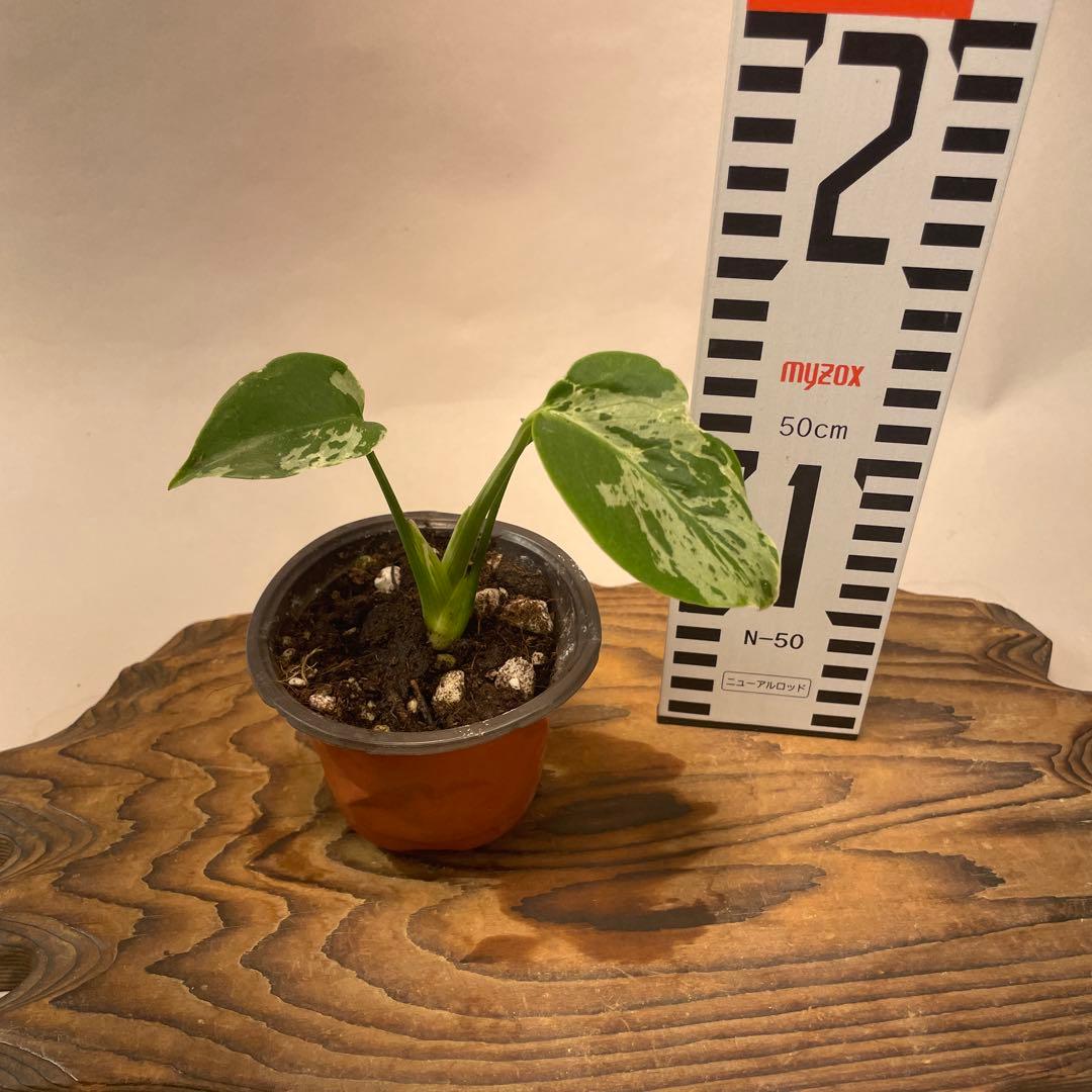 六*ん様 a31品種保証！斑入り保証！Bulbasaurモンステラ バルバソー