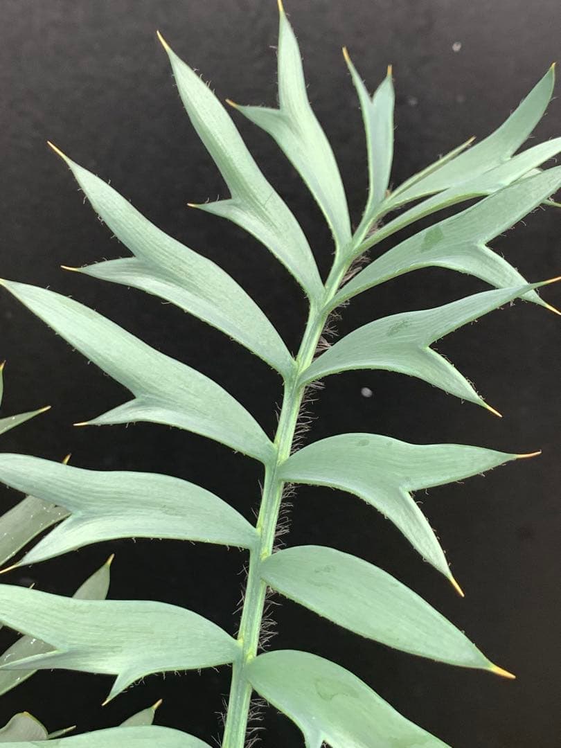 【発色良好】エンセファラルトス・ホリダス｜シャープ葉・優良個体No3-24