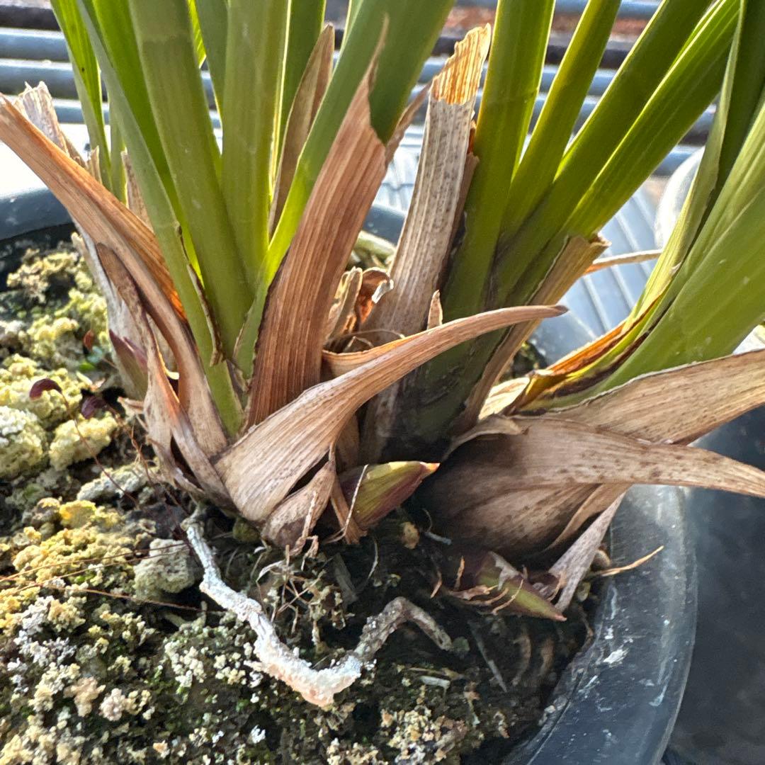 キンリョウヘン原種　2鉢セット　花芽計8付