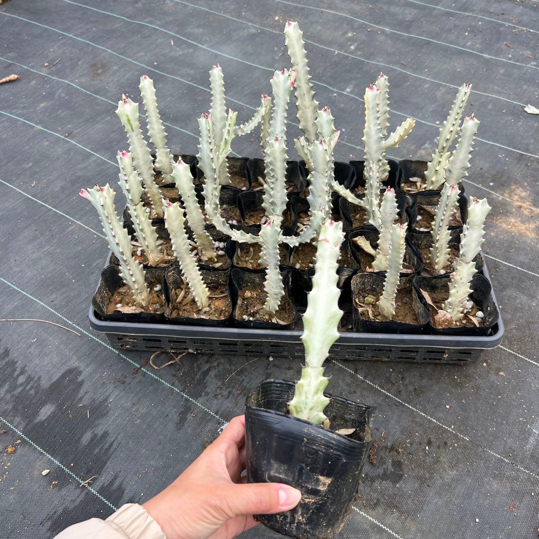 ホワイトゴースト 発根済み 24本まとめ売り