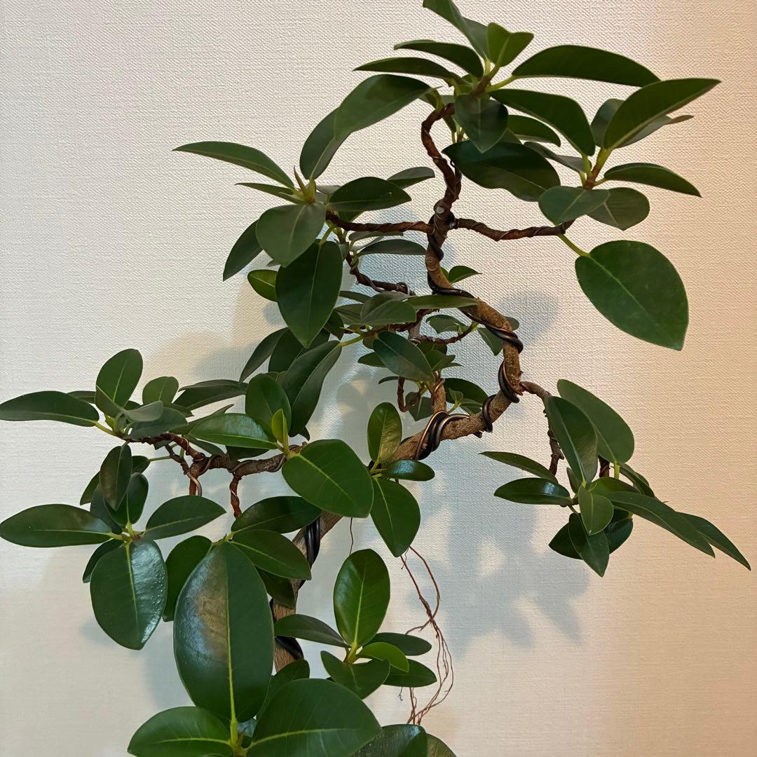 フランスゴム　曲がり　陶器鉢