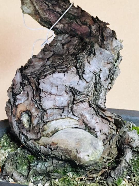 五葉松盆栽