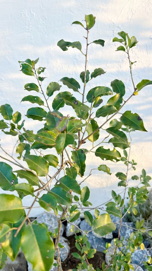 超美形。山採りソヨゴ・ヒサカキ共生株1.4M(鉢底から)