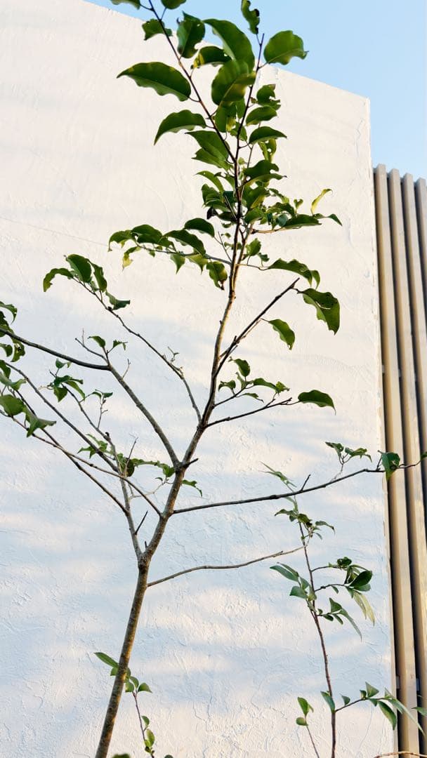 超美形。山採りソヨゴ・ヒサカキ共生株1.4M(鉢底から)