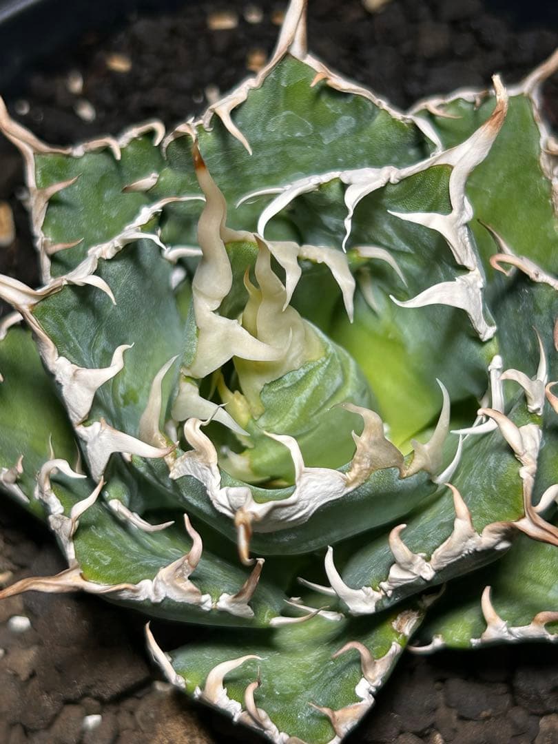 oaxaca oteroi seedingオアハカ白鋸歯 現地実生