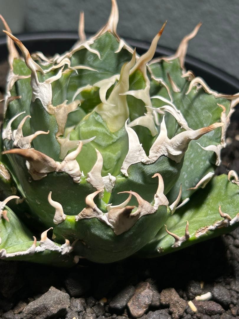 oaxaca oteroi seedingオアハカ白鋸歯 現地実生