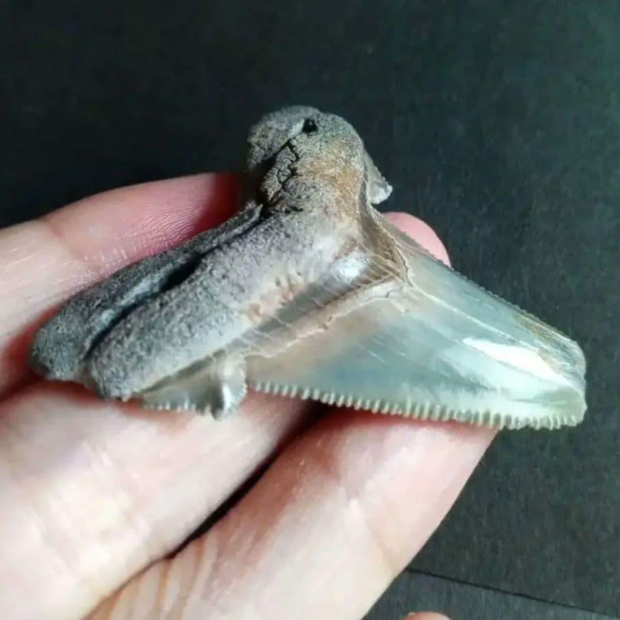サメの歯化石　アングスティデンス　USA産　特大　希少種　極美麗