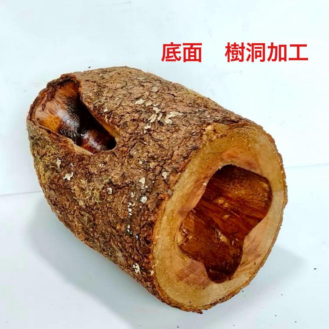 あ様 リクエスト 2点 まとめ商品　隠れ家　樹洞　クワリウム　エサ皿　クワガタ